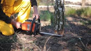 How Our Tree Care Process Works  in Whiteville, NC